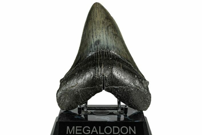 Serrated, Fossil Megalodon Tooth - South Carolina #328976